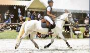 Poney d’As à vendre 