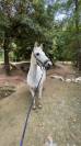 Ponette d’As 2  à vendre 