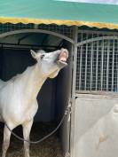 Ponette d’As 2  à vendre 
