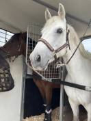 Ponette d’As 2  à vendre 