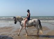 CHEVAL HYPER POLYVALANT 