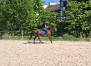 Poney D a vendre 