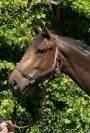 Magnifique pouliche par Casallo Z, 2 ans 