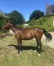 Magnifique pouliche par Casallo Z, 2 ans 