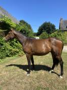 Magnifique pouliche par Casallo Z, 2 ans 
