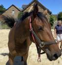 Magnifique pouliche par Casallo Z, 2 ans 