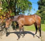 Magnifique pouliche par Casallo Z, 2 ans 