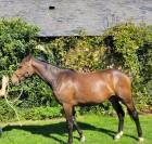 Magnifique pouliche par Casallo Z, 2 ans 