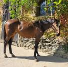 Magnifique pouliche par Casallo Z, 2 ans 