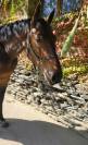 Magnifique pouliche par Casallo Z, 2 ans 