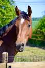 Pouliche baie 2 ans orientation CSO