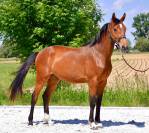 Pouliche baie 2 ans orientation CSO