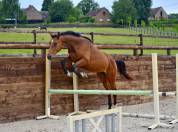 Pouliche baie 2 ans orientation CSO