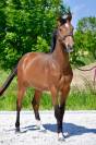 Pouliche baie 2 ans orientation CSO