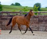 Pouliche baie 2 ans orientation CSO