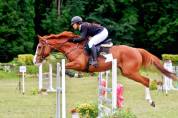 Hongre SF - Gagnant 120cm