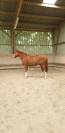Hongre SF - Gagnant 120cm