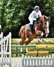 Hongre SF - Gagnant 120cm