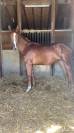 Lot de 2 poulains SF - 3 et 2 ans 