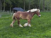 Jument trait Belge de 6 ans