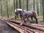 Jument trait Belge de 6 ans