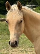 Vend poulain quarter horse pp