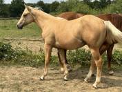 Vend poulain quarter horse pp