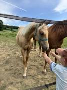 Vend poulain quarter horse pp
