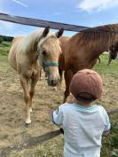 Vend poulain quarter horse pp