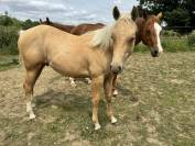Vend poulain quarter horse pp