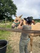Vend poulain quarter horse pp