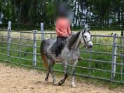 Jument pur sang arabe de 7 ans
