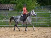Jument pur sang arabe de 7 ans