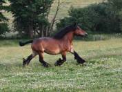 Jument trait belge de 9 ans