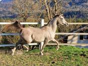 Cheval pur sang arabe à vendre