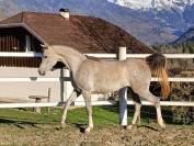 Cheval pur sang arabe à vendre