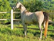 Cheval pur sang arabe à vendre