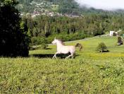 Cheval pur sang arabe à vendre