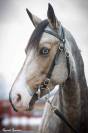 A louer ponette D pour poney Élite/ As 2