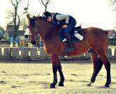 Pension box paddocks 