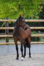 Poulain de sport prometteur pour CSO / CCE