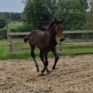 Poulain de sport prometteur pour CSO / CCE