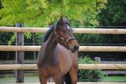 Poulain de sport prometteur pour CSO / CCE