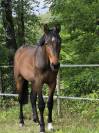 Poulain de sport prometteur pour CSO / CCE