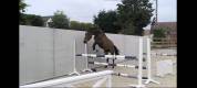 Poulain de sport prometteur pour CSO / CCE