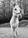 Cheval PRE