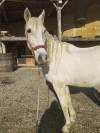 Cheval PRE