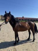Poney 4 ans PFS gros moyens 