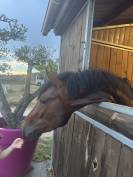 Poney 4 ans PFS gros moyens 