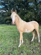 Joli mâle palomino sabiano